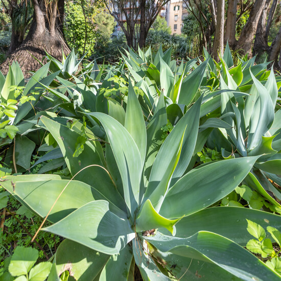 Boschetto Nolina Recurvata - Giardino Duca di Serradifalco