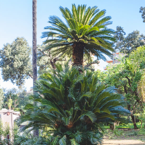 Cycas Revoluta - Giardino Duca di Serradifalco