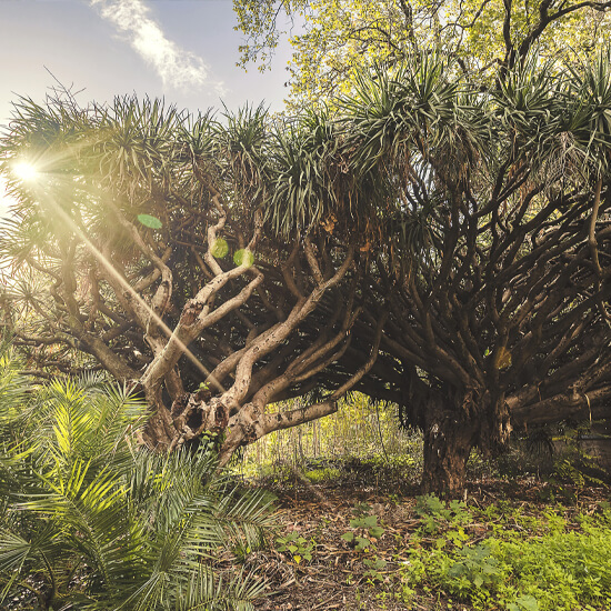 Dracena - Giardino Duca di Serradifalco