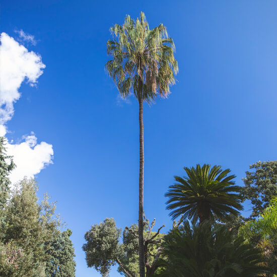 Livistona Decora - Giardino Duca di Serradifalco