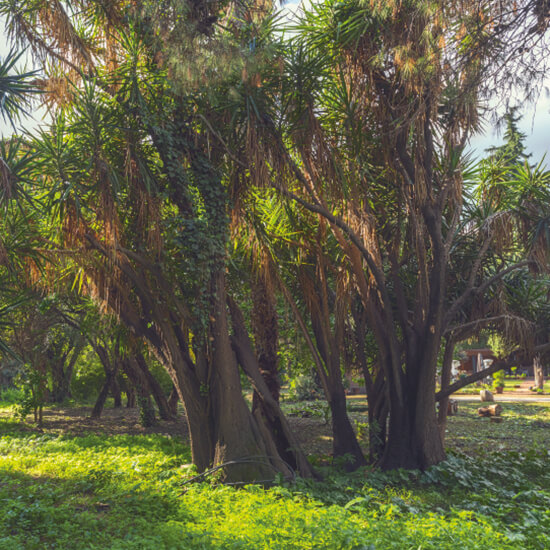 Nolina Recurvata - Giardino Duca di Serradifalco