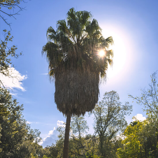 Washingtonia Filifera - Giardino Duca di Serradifalco