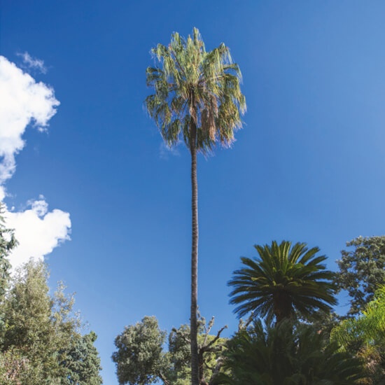 Washingtonia Robusta - Giardino Duca di Serradifalco